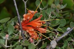 Lambertia inermis, photograph (c) James (Jim) Duggan, some rights reserved (CC BY-SA)