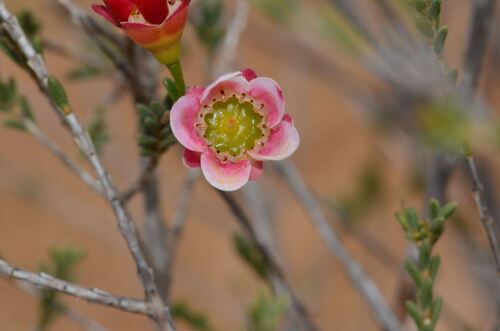 large waxflower (Chamelaucium megalopetalum)