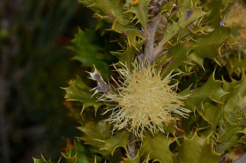 Prickly Dryandra (Banksia falcata)