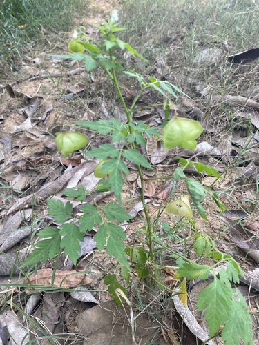 Lesser Balloon Vine