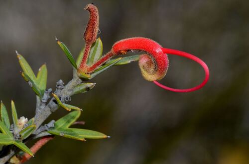 Grevillea tripartita, photograph 1