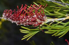 Grevillea hookeriana, photograph (c) James (Jim) Duggan, some rights reserved (CC BY-SA)