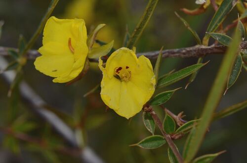 Tall Labichea (Labichea lanceolata)