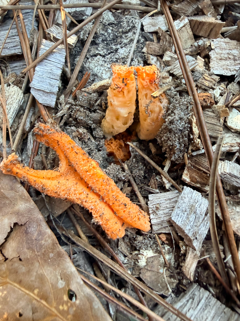 Clathrus columnatus · January 2026 · photo: © melissameadows (iNaturalist, cc-by)
