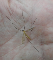 Limonia phragmitidis