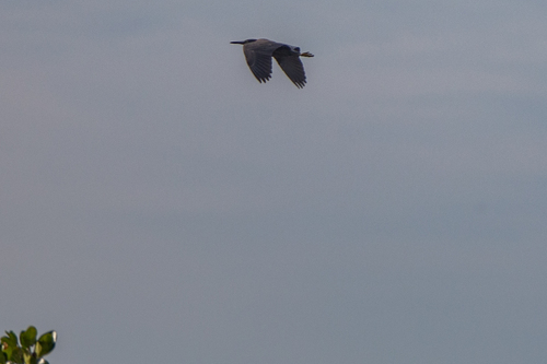 Pacific Reef Heron (Egretta sacra), photo 7