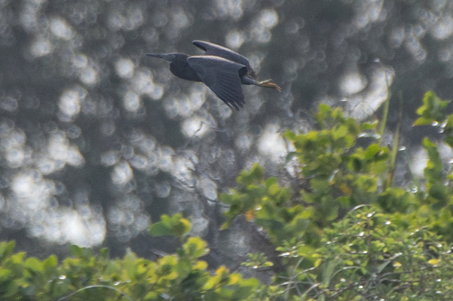 Pacific Reef Heron (Egretta sacra), photo 6