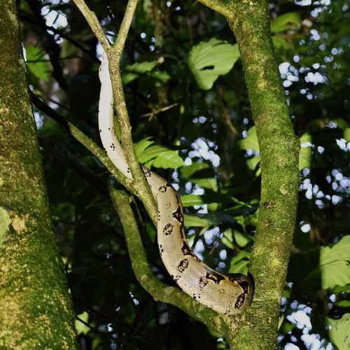 Central American Boa