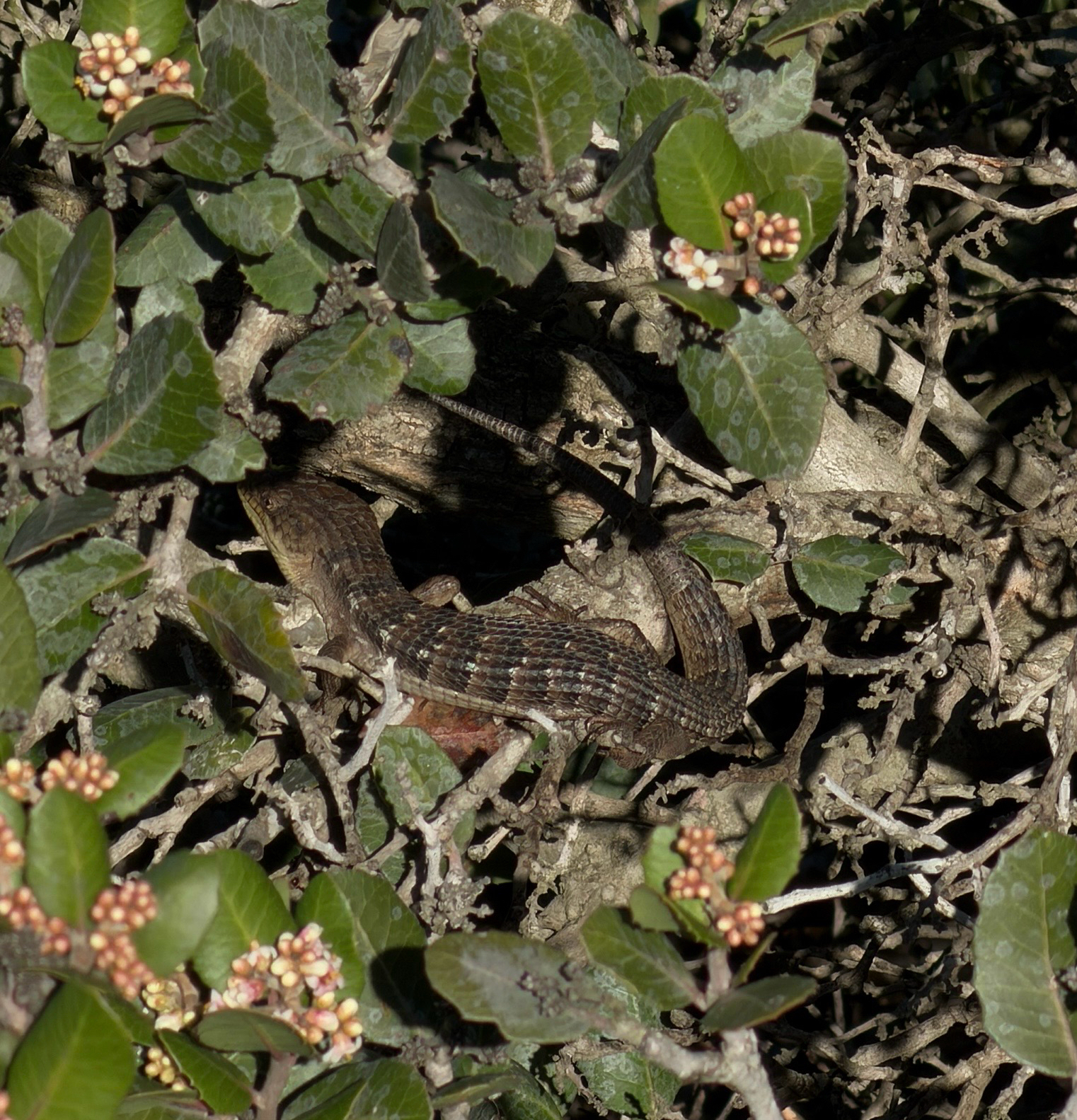 Elgaria multicarinata (Blainville, 1835)