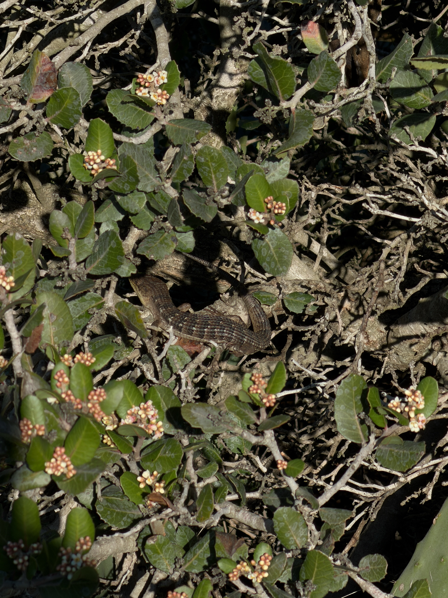 Elgaria multicarinata (Blainville, 1835)