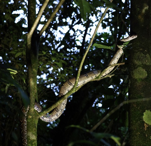 Central American Boa