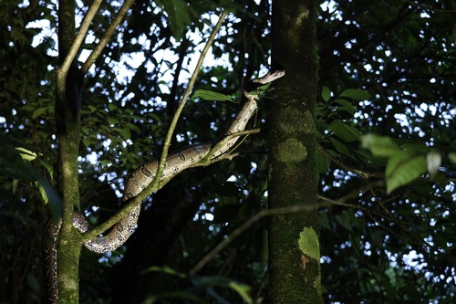 Central American Boa