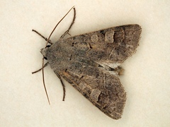 Ammoconia caecimacula