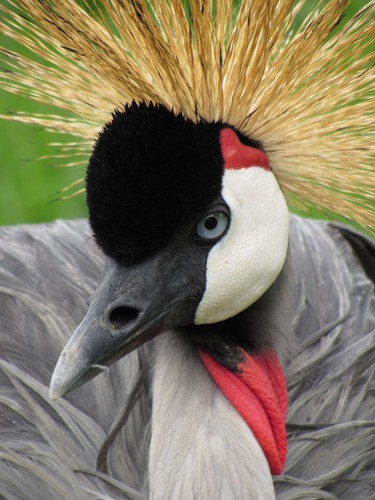 Grey Crowned Crane (Balearica regulorum), photo 10