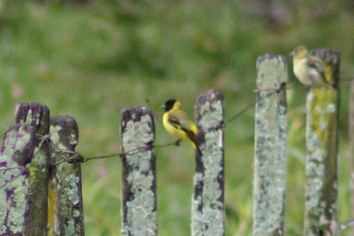 Hooded Siskin (Spinus magellanicus), photo 5