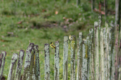 Hooded Siskin (Spinus magellanicus), photo 6