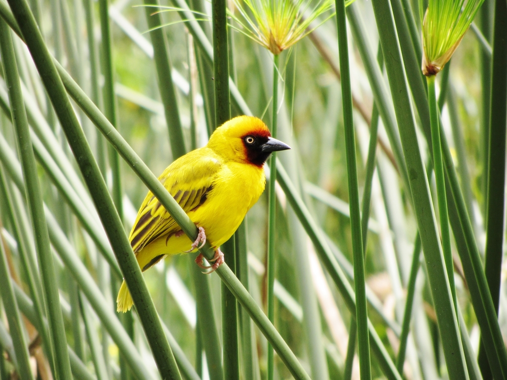 Northern Brown-Throated Weaver