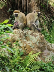 Chlorocebus pygerythrus