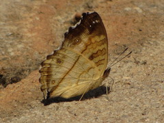 Junonia terea
