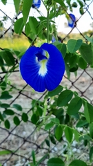 Clitoria ternatea ternatea