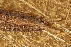 Caligo telamonius memnon