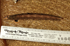 Caligo telamonius memnon