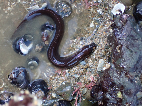 Black blenny (Xiphister atropurpureus) — Stichaeidae — 4