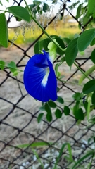 Clitoria ternatea ternatea