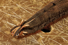 Caligo telamonius memnon