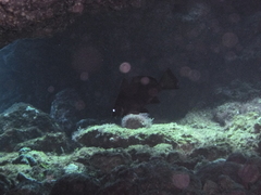 Umbrina canariensis