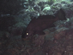 Umbrina canariensis