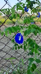 Clitoria ternatea ternatea
