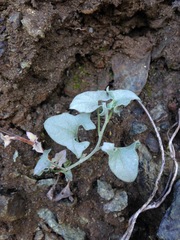 Calystegia collina venusta