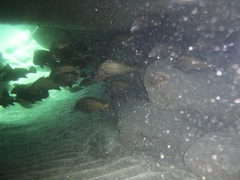 Umbrina canariensis