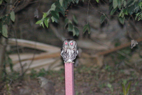 View observation of {o.common_name} on iNaturalist