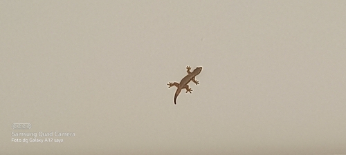 Hemidactylus platyurus