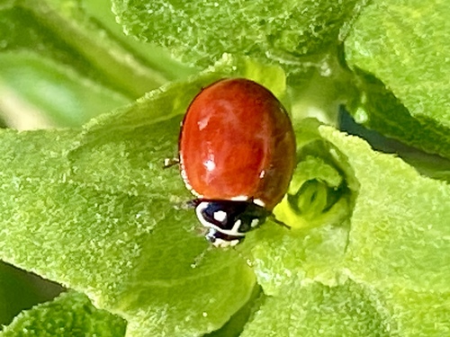 iNaturalist observation photo of Spotless Lady Beetle