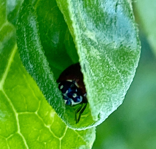 iNaturalist observation photo of Spotless Lady Beetle