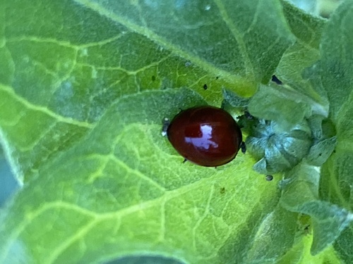 iNaturalist observation photo of Spotless Lady Beetle