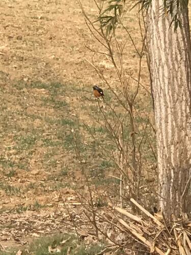 Daurian Redstart
