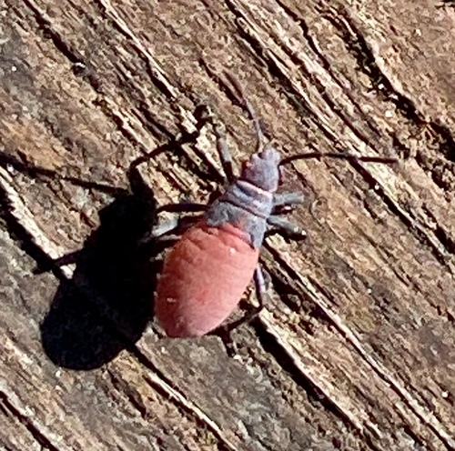 iNaturalist observation photo of Red-shouldered Bug