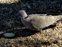 Streptopelia decipiens