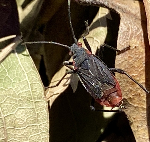 iNaturalist observation photo of Red-shouldered Bug