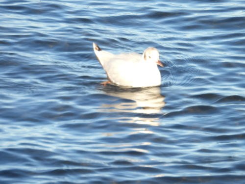 Brown-hooded Gull (Chroicocephalus maculipennis), photo 5