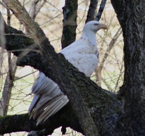 Bald Eagle photographed in Missouri