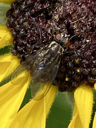 iNaturalist observation photo of Flies