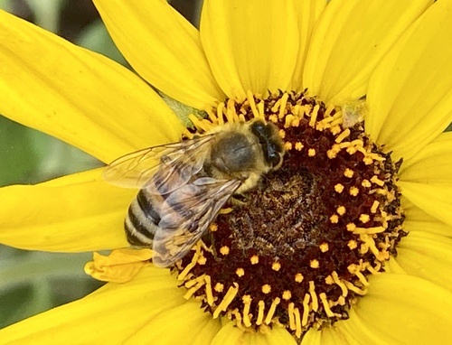 iNaturalist observation photo of Western Honey Bee