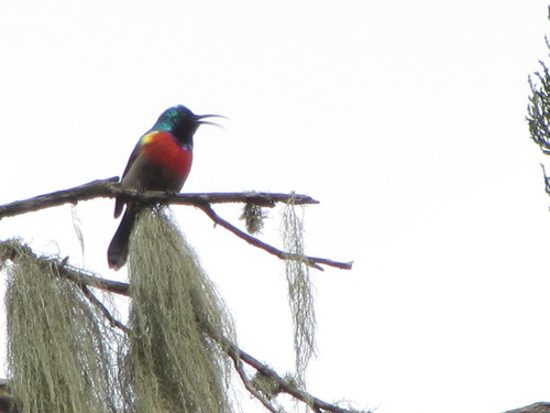 Rwenzori Double-collared Sunbird (Cinnyris stuhlmanni)