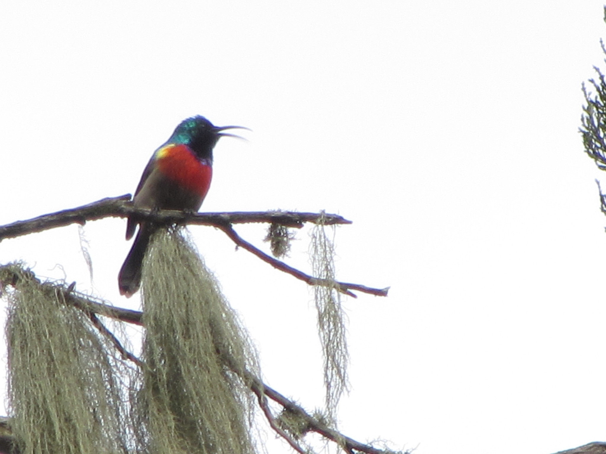 Stuhlmann's Sunbird illustration