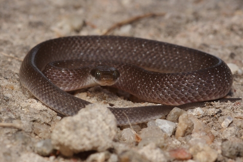 Red-lipped Snake